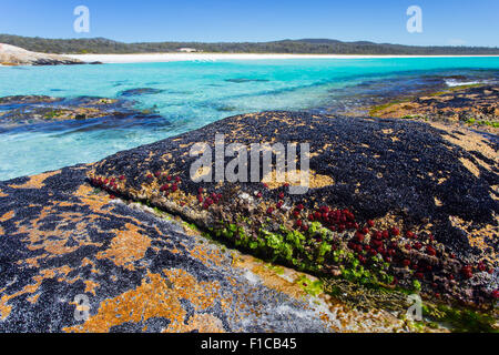 Algues colorées, petits moules noires et rouges anémones waratah (Actinia tenebrosa) à marée basse le long de la côte de Bay of Fires, Tasma Banque D'Images