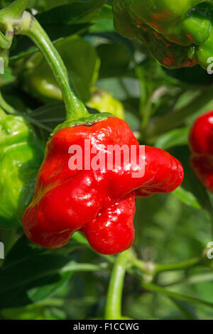 Un piment Scotch Bonnet (Capsicum chinense), avec sa forme de Tam O'Shanter. UK, 2015. Banque D'Images