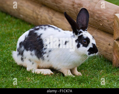 Lapin blanc et noir Banque D'Images