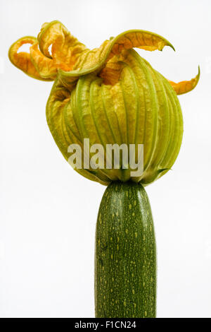 Fleurs de courgettes sur un fond blanc. Banque D'Images