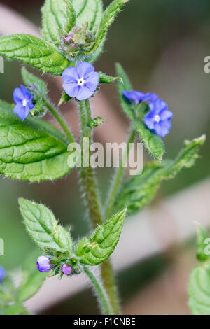 Pentaglottis sempervirens, Vert Orcanette, fleurs sauvages vivaces. Banque D'Images