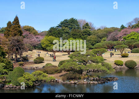 La fête des cerisiers en fleur (appelée hanami) au parc de Tokyo à Tokyo, Japon. Banque D'Images