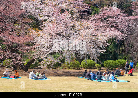 La fête des cerisiers en fleur (appelée hanami) à Tokyo, Japon. Banque D'Images