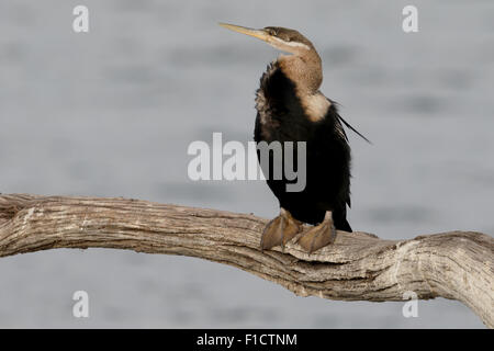 Le dard de l'Afrique de l'anhinga rufa,, seul oiseau sur la branche, Afrique du Sud, août 2015 Banque D'Images