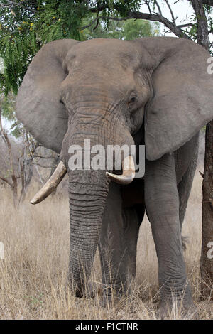 L'éléphant d'Afrique, Loxodonta africana, seul mammifère bush, Afrique du Sud, août 2015 Banque D'Images