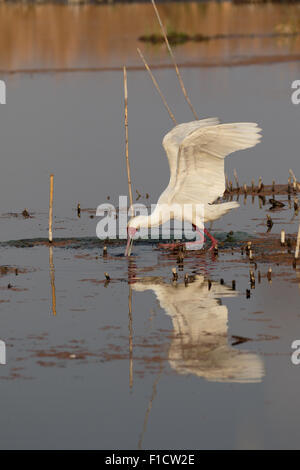 Spatule d'Afrique Platalea alba,, seul oiseau dans l'eau, l'Afrique du Sud, août 2015 Banque D'Images