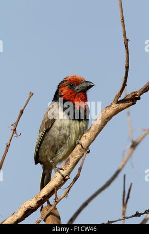 Un collier noir barbet, Lybius torquatus. seul oiseau sur la branche, Afrique du Sud, août 2015 Banque D'Images