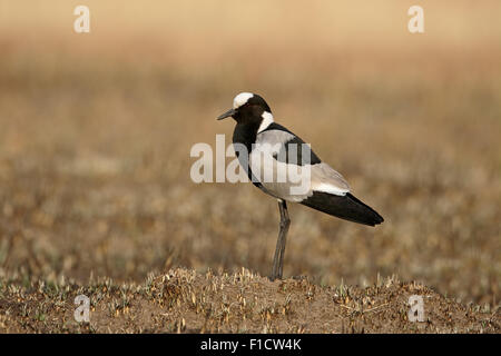 Blacksmith plover, Vanellus armatus, seul oiseau sur le sol, l'Afrique du Sud, août 2015 Banque D'Images