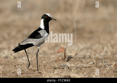 Blacksmith plover, Vanellus armatus, seul oiseau sur le sol, l'Afrique du Sud, août 2015 Banque D'Images