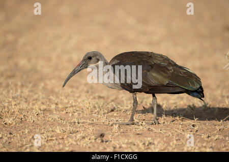 Bostrychia hagedash Hadeda ibis, oiseau seul, sur le sol, l'Afrique du Sud, août 2015 Banque D'Images