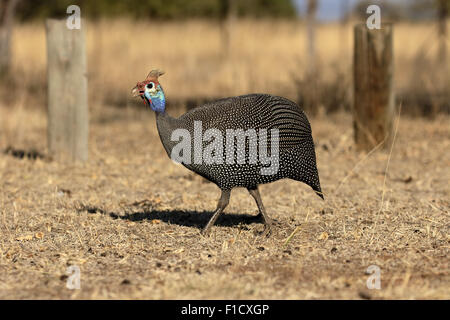 Pintade de Numidie, Numida meleagris, seul oiseau sur le sol, l'Afrique du Sud, août 2015 Banque D'Images