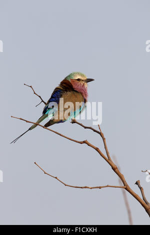 Lilac-breasted roller, Coracias caudata, seul oiseau sur la branche, Afrique du Sud, août 2015 Banque D'Images