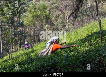 Deux femmes tamoules dans le voile sur un plateau de préparation de thé près de Munnar, Kerala, Inde Banque D'Images