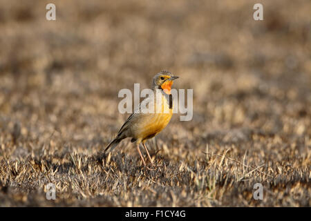 Ou à gorge orange Cape longclaw, Macronyx capensis, seul oiseau sur le sol, l'Afrique du Sud, août 2015 Banque D'Images