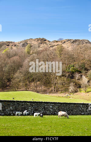 Des moutons paissant dans un champ, Grasmere, Lake District, Cumbria, Angleterre Banque D'Images