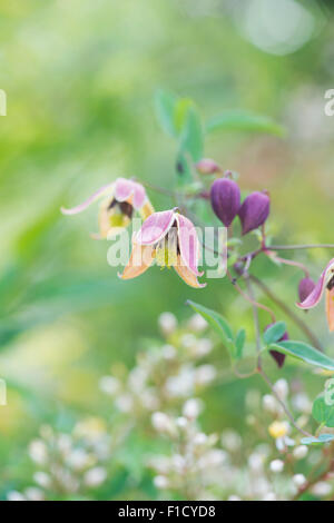 Clematis Tangutica 'My Angel' fleurit Banque D'Images