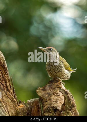 Pic Vert Européen juvénile (Picus viridis) en quête de bois naturel à la campagne. Beau, unique. Banque D'Images