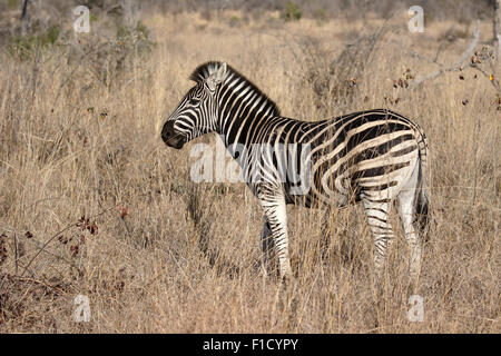 Ou des plaines, Equus quagga zebra Burchell, seul mammifère, Afrique du Sud, août 2015 Banque D'Images