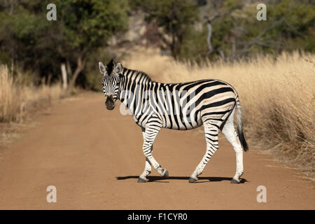Ou des plaines, Equus quagga zebra Burchell, seul mammifère, Afrique du Sud, août 2015 Banque D'Images