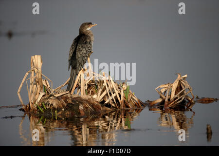 Reed cormorant, Phalacrocorax africanus, seul oiseau sur la branche, Afrique du Sud, août 2015 Banque D'Images