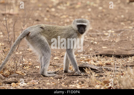 Un singe, Chlorocebus pygerythrus, seul mammifère, Afrique du Sud, août 2015 Banque D'Images