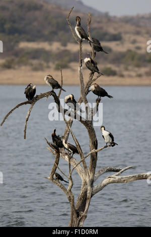 White-breasted cormorant, Phalacrocorax lucidus, groupe d'oiseaux dans l'arbre, Afrique du Sud, août 2015 Banque D'Images