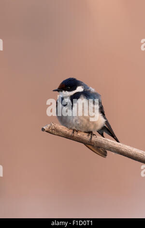 White-thoated avaler, Hirundo albigularis, seul oiseau sur la branche, Afrique du Sud, août 2015 Banque D'Images