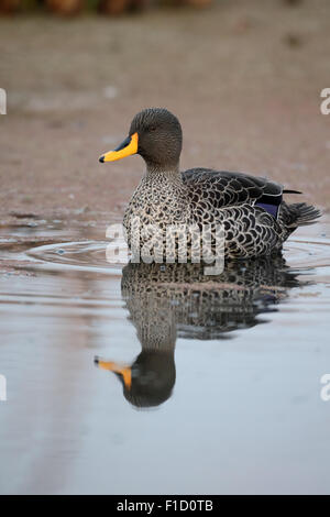 Canard à bec jaune, Anas undulata, seul oiseau sur l'eau, l'Afrique du Sud, août 2015 Banque D'Images