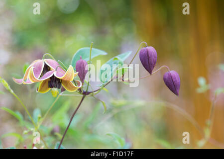 Clematis Tangutica 'My Angel' fleurit Banque D'Images