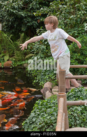 Boy feeding carpes koi, jardin de papillons Friedrichsruh, Schleswig-Holstein, Allemagne Banque D'Images