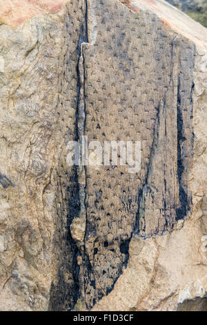 Motif de l'écorce d'arbres fossilisés en calcaire carbonifère sur la côte de Northumberland. UK Banque D'Images