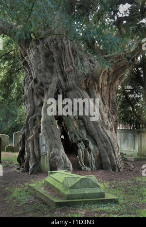 Crowhurst Yew en cour de l'église St Mary the Virgin church, Horne, Surrey Banque D'Images