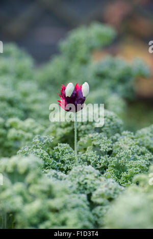 Frangé Papaver somniferum pavot dans entre kale dans un jardin anglais Banque D'Images