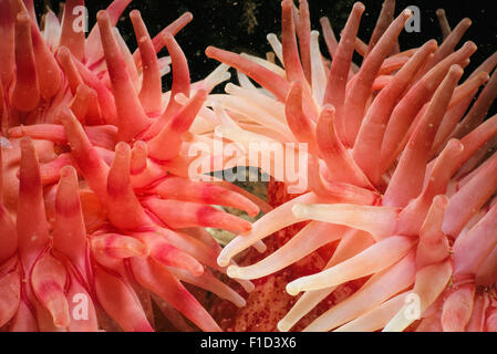 Tentacules de l'Anémone rouge du Nord (Tealia felina Urticina crassicornis ou), ouvert et le piégeage du plancton. Banque D'Images