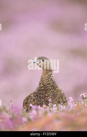 Close Up of a red Grouse à droit vers le bas l'appareil photo sur la bruyère des Yorkshire Moors. Banque D'Images