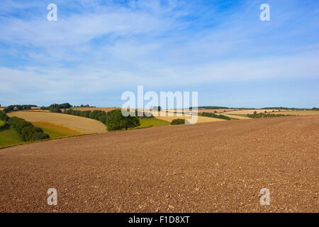 Vue panoramique avec agricoles nouvellement cultivé calcaire et patchwork champs de l'english channel, en Angleterre, en août. Banque D'Images