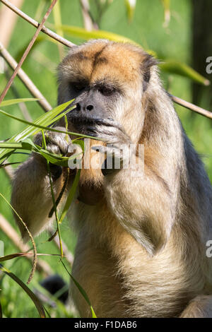 Singe capucin brun (apella cebus), Close-up Banque D'Images