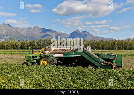 Tracteur John Deere récolteuse de pommes de terre en tirant Lockwood. Banque D'Images