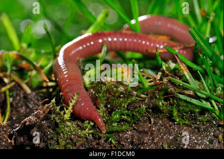 Lombric commun / ver lob (Lumbricus terrestris) s'enfouissant dans le sol de jardin pelouse Banque D'Images