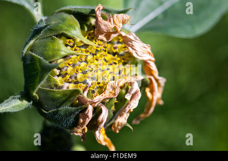 Maturation des graines de tournesol dans la serre à l'allotissement de Londres, Angleterre. Banque D'Images