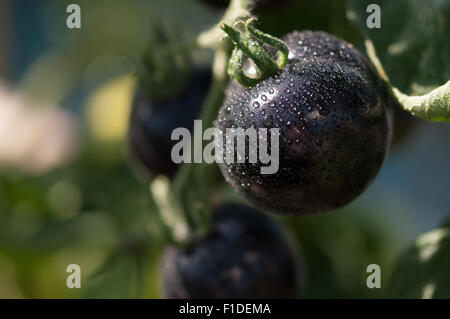 Le mûrissement de la tomate noire dans la serre à l'allotissement de Londres, Angleterre. Banque D'Images
