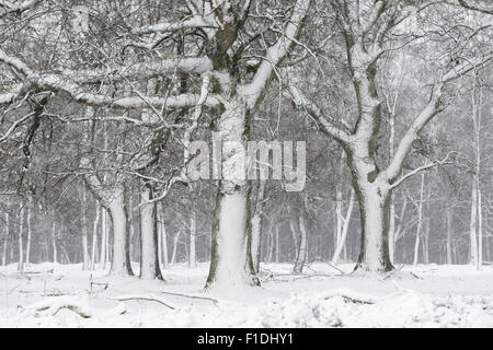 Les arbres de chêne blanc dans une tempête de neige, le 27 décembre 2014 sur la Veluwe, Pays-Bas Banque D'Images