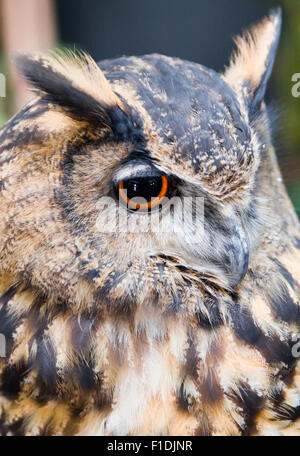 Close up d'un hibou, montrant le visage d'oeil avec un iris orange et une grande pupille. Banque D'Images