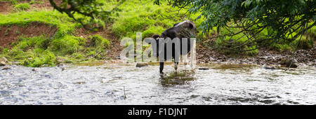 Un noir et blanc laisse le troupeau de vaches laitières dans le domaine et vous guide à travers un ruisseau adjacent afin de boire de l'eau fraîche. Pan Banque D'Images