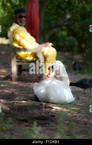Cygne blanc de la rue au soleil et barbu habillé en jaune à Kew Gardens, Londres Banque D'Images