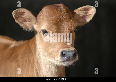 Jersey mignon veau sur une ferme de la côte ouest, Nouvelle-Zélande Banque D'Images