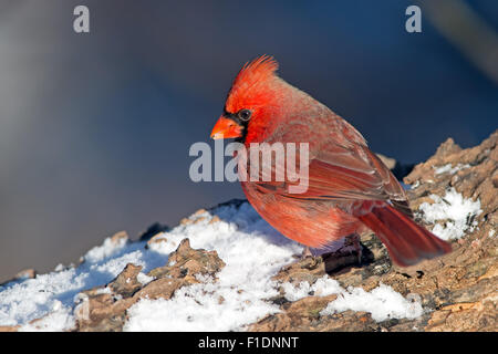 Le Cardinal rouge mâle dans la neige. Banque D'Images