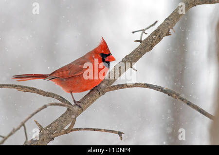 Le Cardinal rouge mâle dans la neige. Banque D'Images