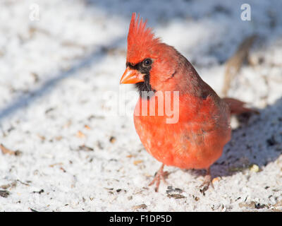 Le Cardinal rouge mâle dans la neige. Banque D'Images