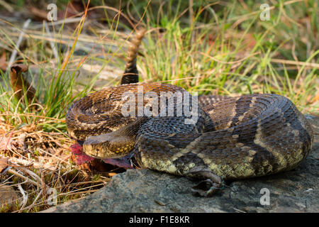 Crotale des bois dans l'herbe - Crotalus horridus Banque D'Images